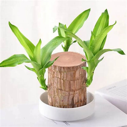 Brazilian Lucky Wood – Mini Home Plant Decoration & Good Luck Indoor Décor