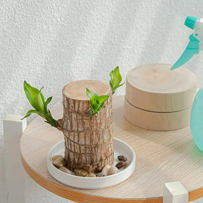 Brazilian Lucky Wood – Mini Home Plant Decoration & Good Luck Indoor Décor