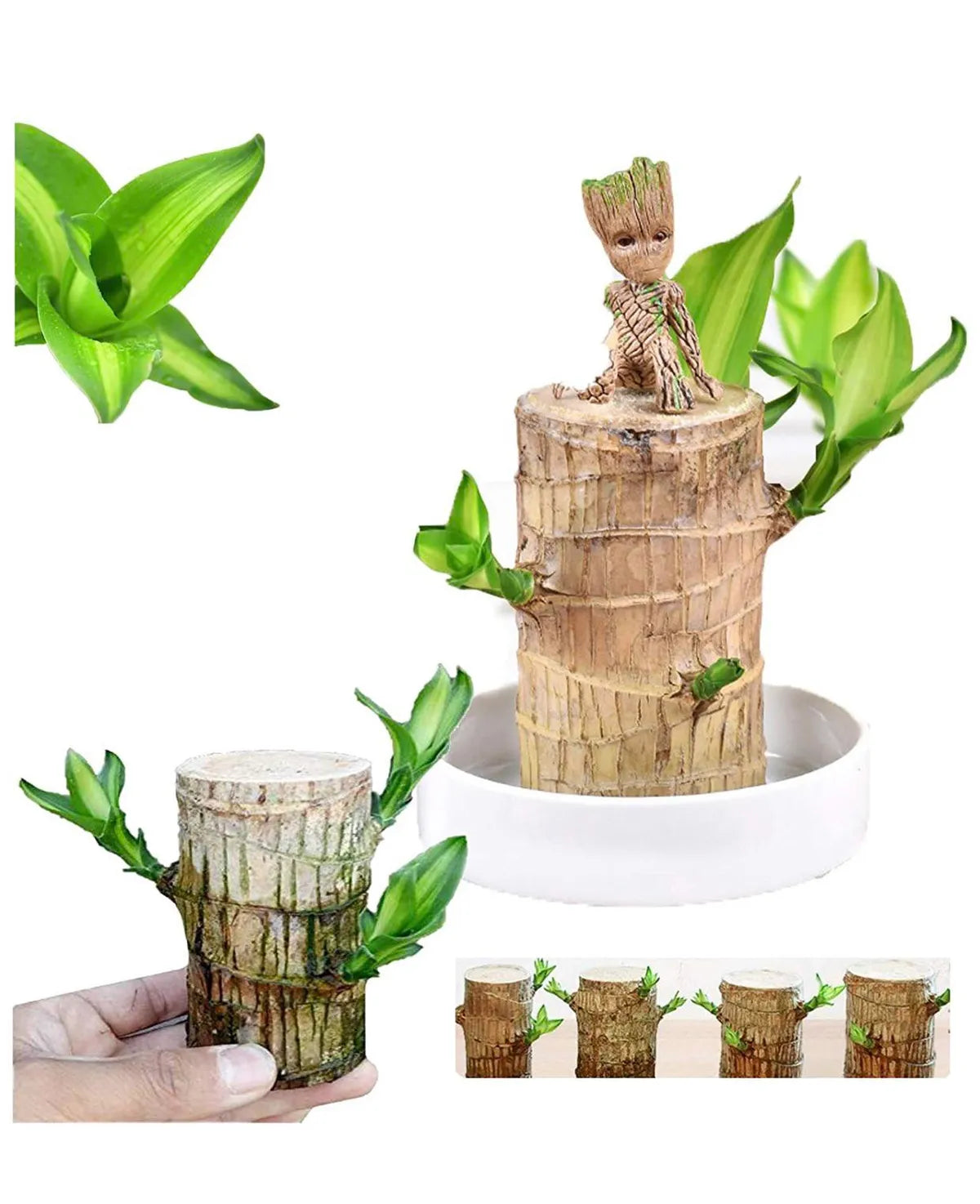 Brazilian Lucky Wood – Mini Home Plant Decoration & Good Luck Indoor Décor