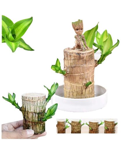 Brazilian Lucky Wood – Mini Home Plant Decoration & Good Luck Indoor Décor