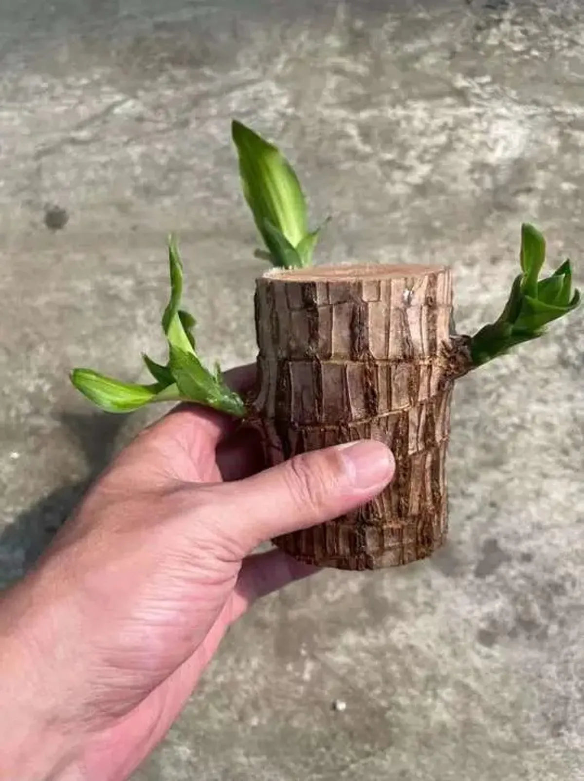 Brazilian Lucky Wood – Mini Home Plant Decoration & Good Luck Indoor Décor