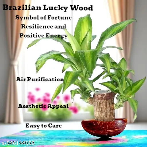 Brazilian Lucky Wood – Mini Home Plant Decoration & Good Luck Indoor Décor