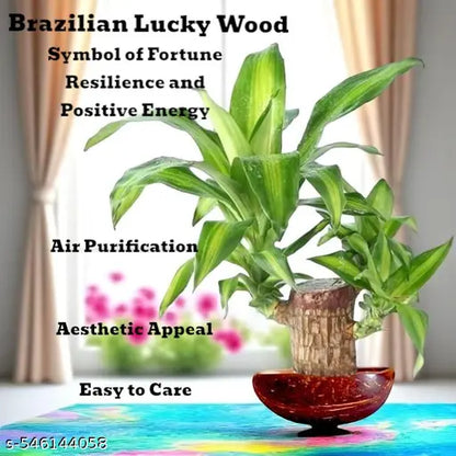 Brazilian Lucky Wood – Mini Home Plant Decoration & Good Luck Indoor Décor