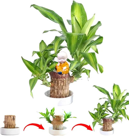 Brazilian Lucky Wood – Mini Home Plant Decoration & Good Luck Indoor Décor