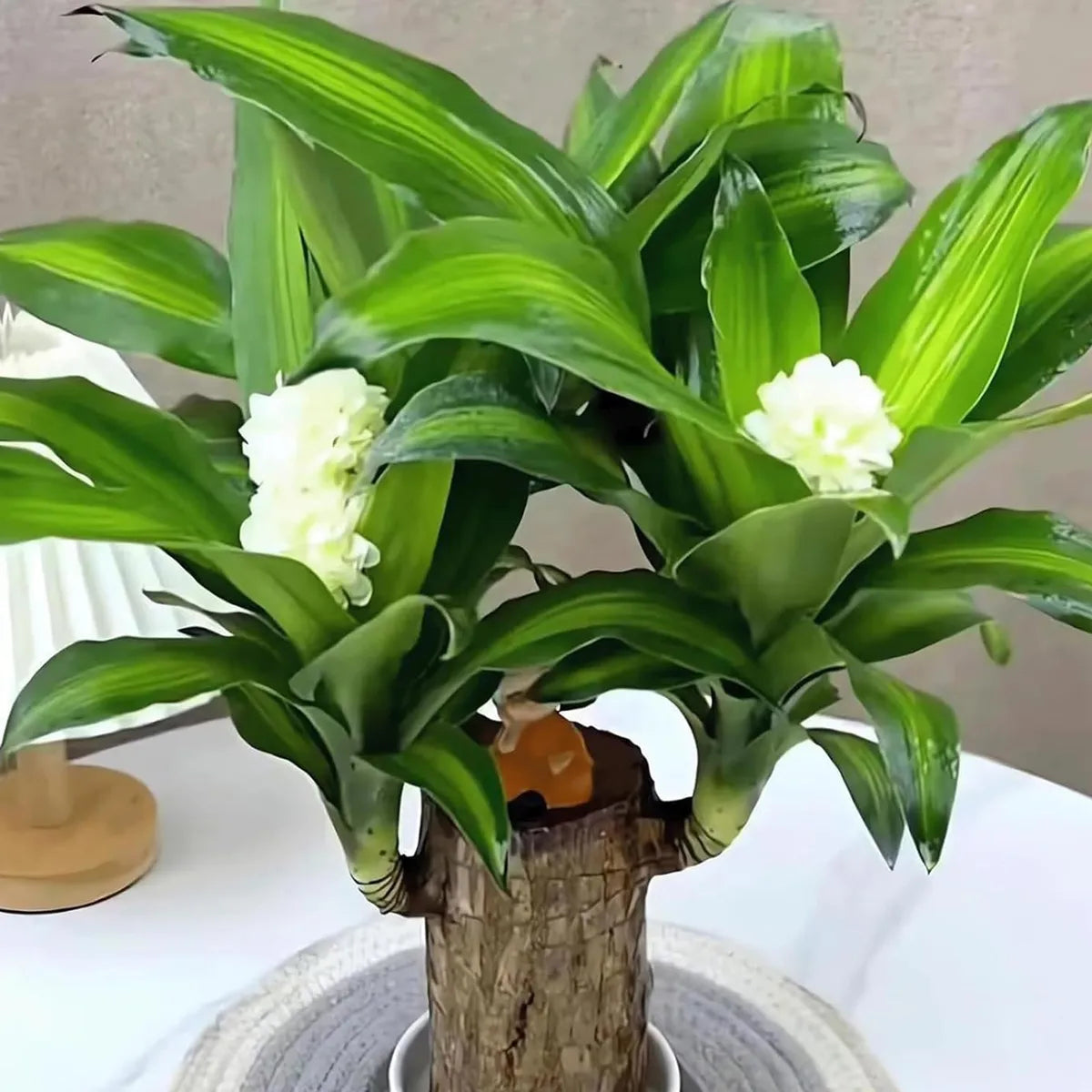 Brazilian Lucky Wood – Mini Home Plant Decoration & Good Luck Indoor Décor