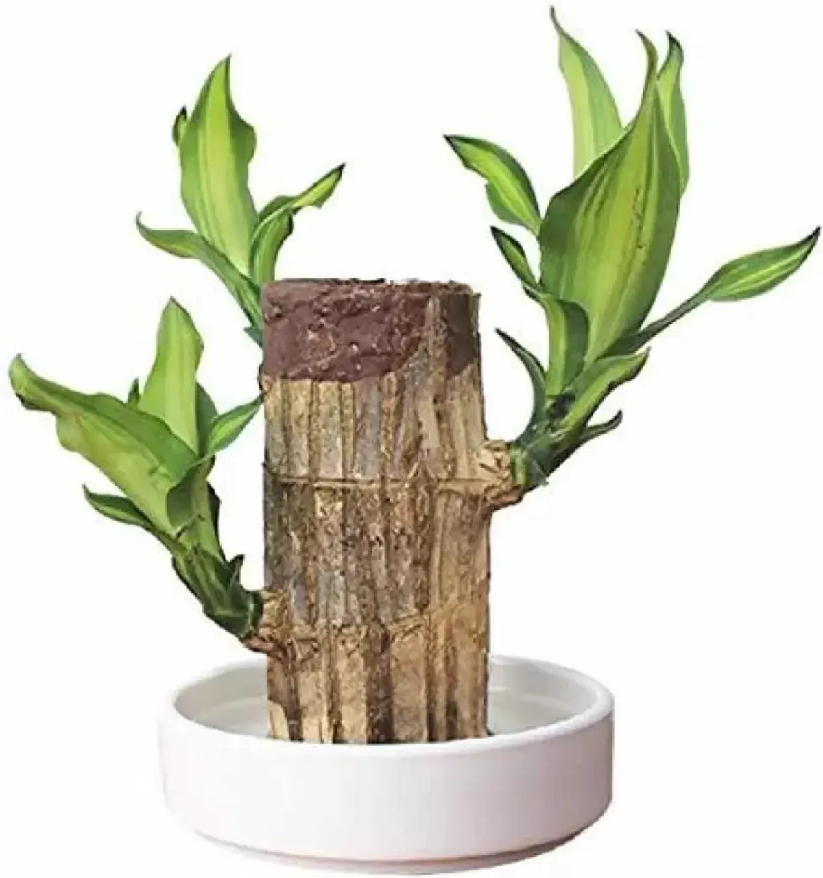 Brazilian Lucky Wood – Mini Home Plant Decoration & Good Luck Indoor Décor