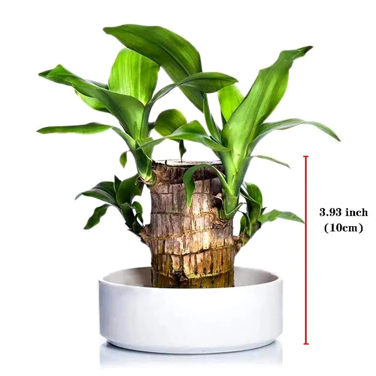 Brazilian Lucky Wood – Mini Home Plant Decoration & Good Luck Indoor Décor