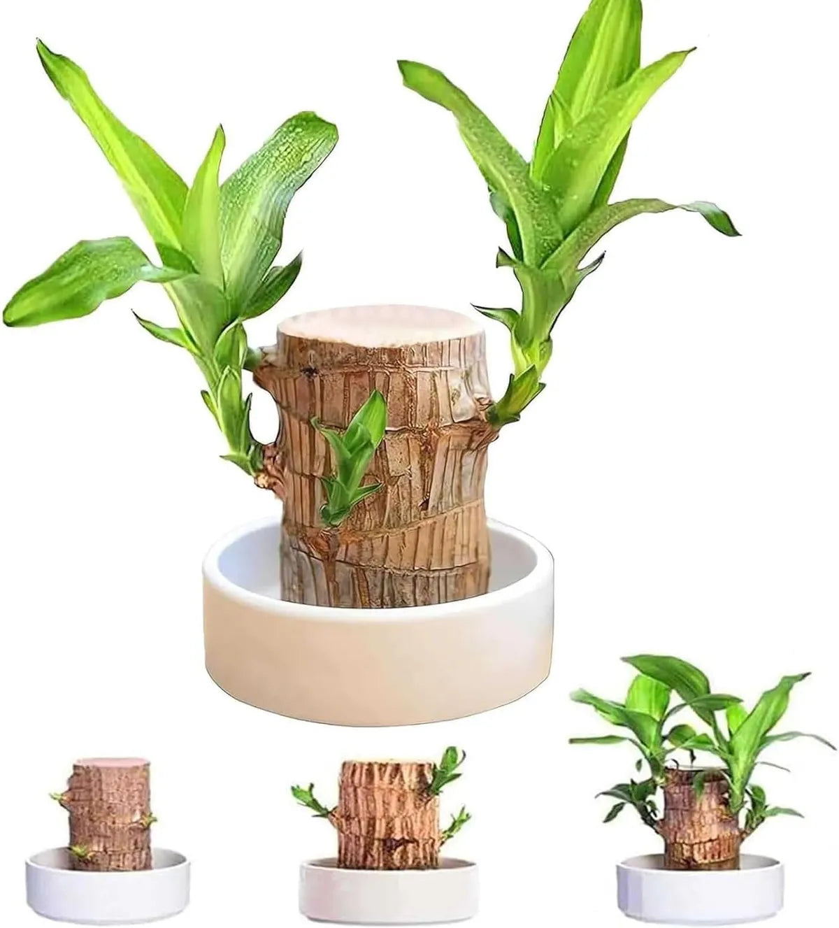 Brazilian Lucky Wood – Mini Home Plant Decoration & Good Luck Indoor Décor
